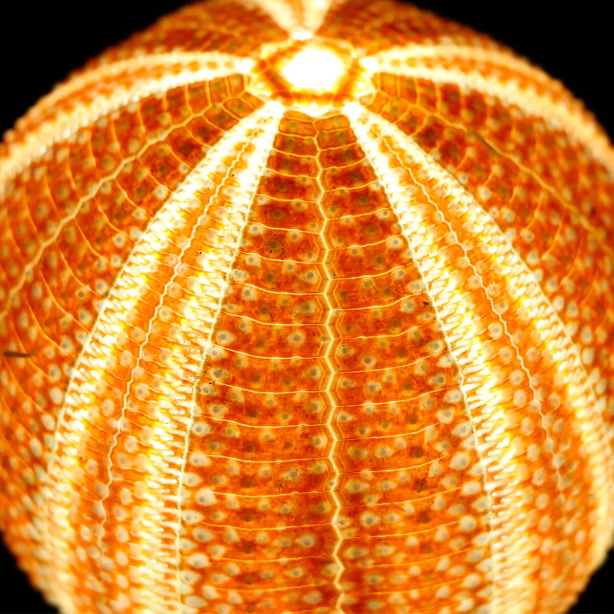 Lampada Riccio di Mare
