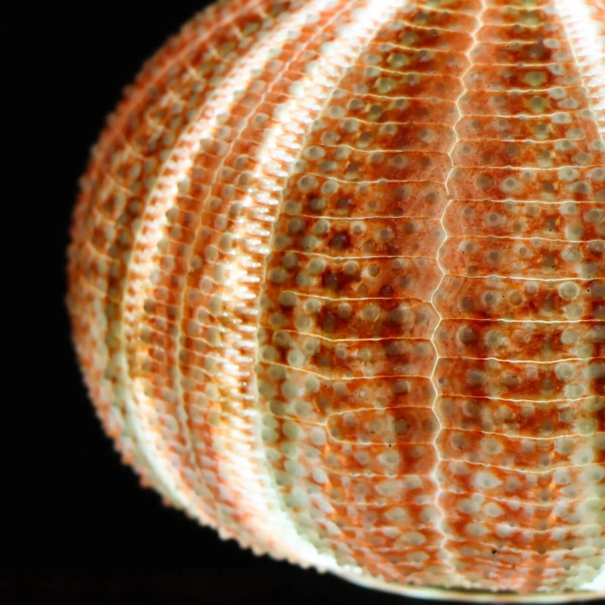 Lampada Riccio di Mare