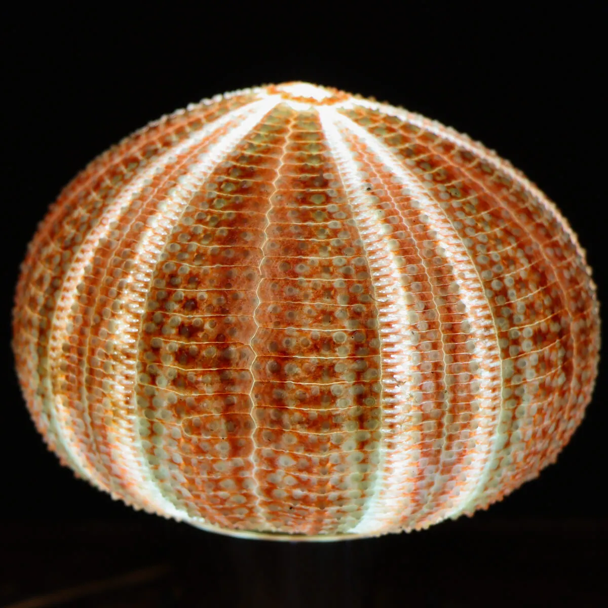 Lampada Riccio di Mare