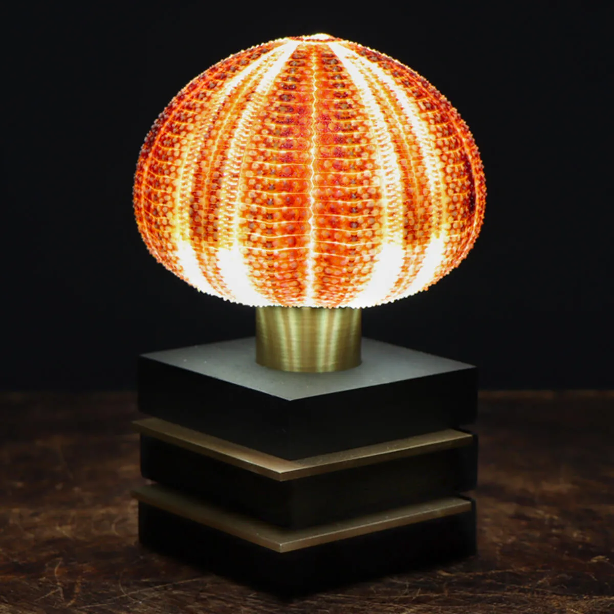 Lampade Ricci di Mare