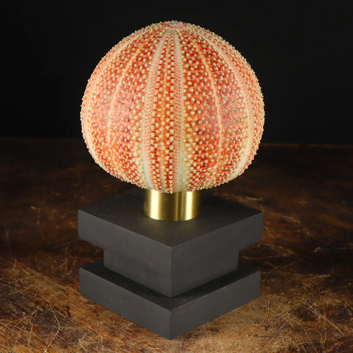 Lampada Riccio di Mare