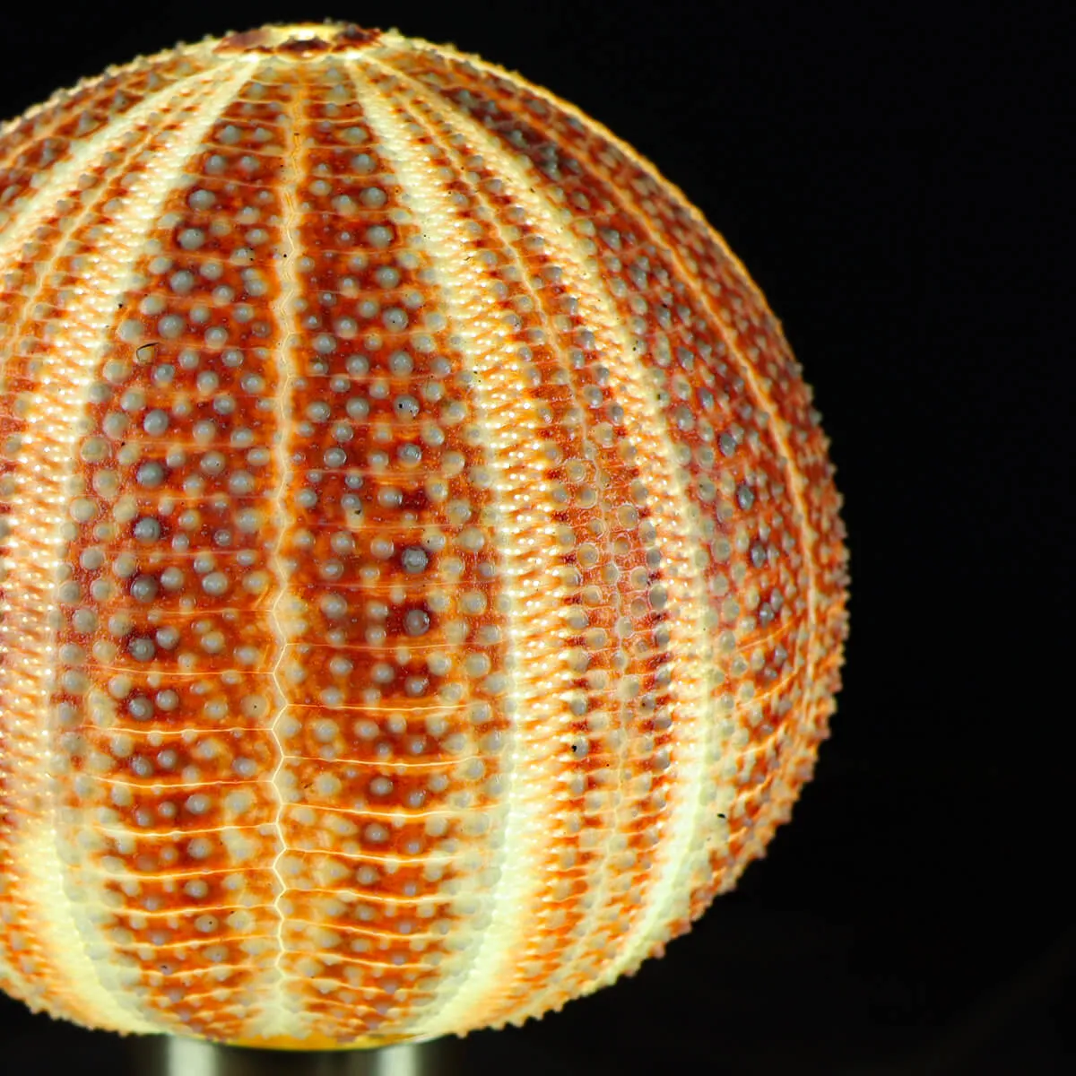 Lampada Riccio di Mare
