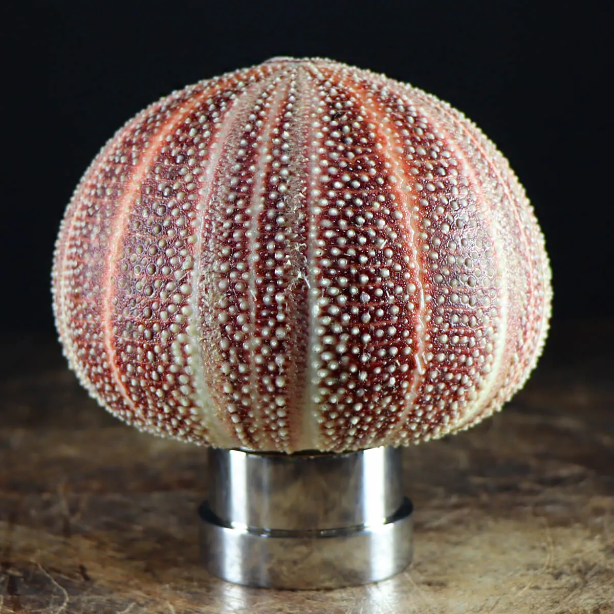 Lampada Riccio di Mare