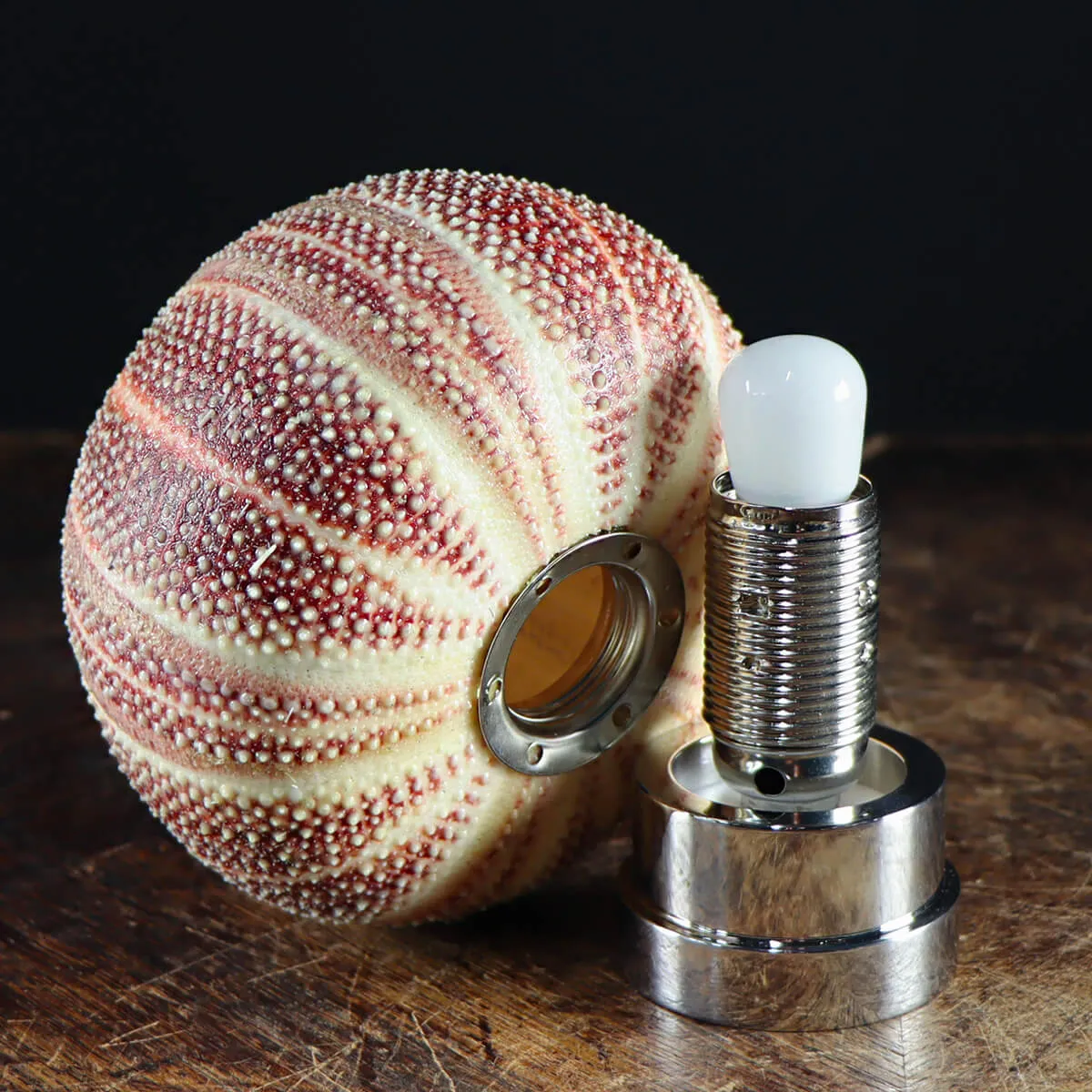 Lampada Riccio di Mare