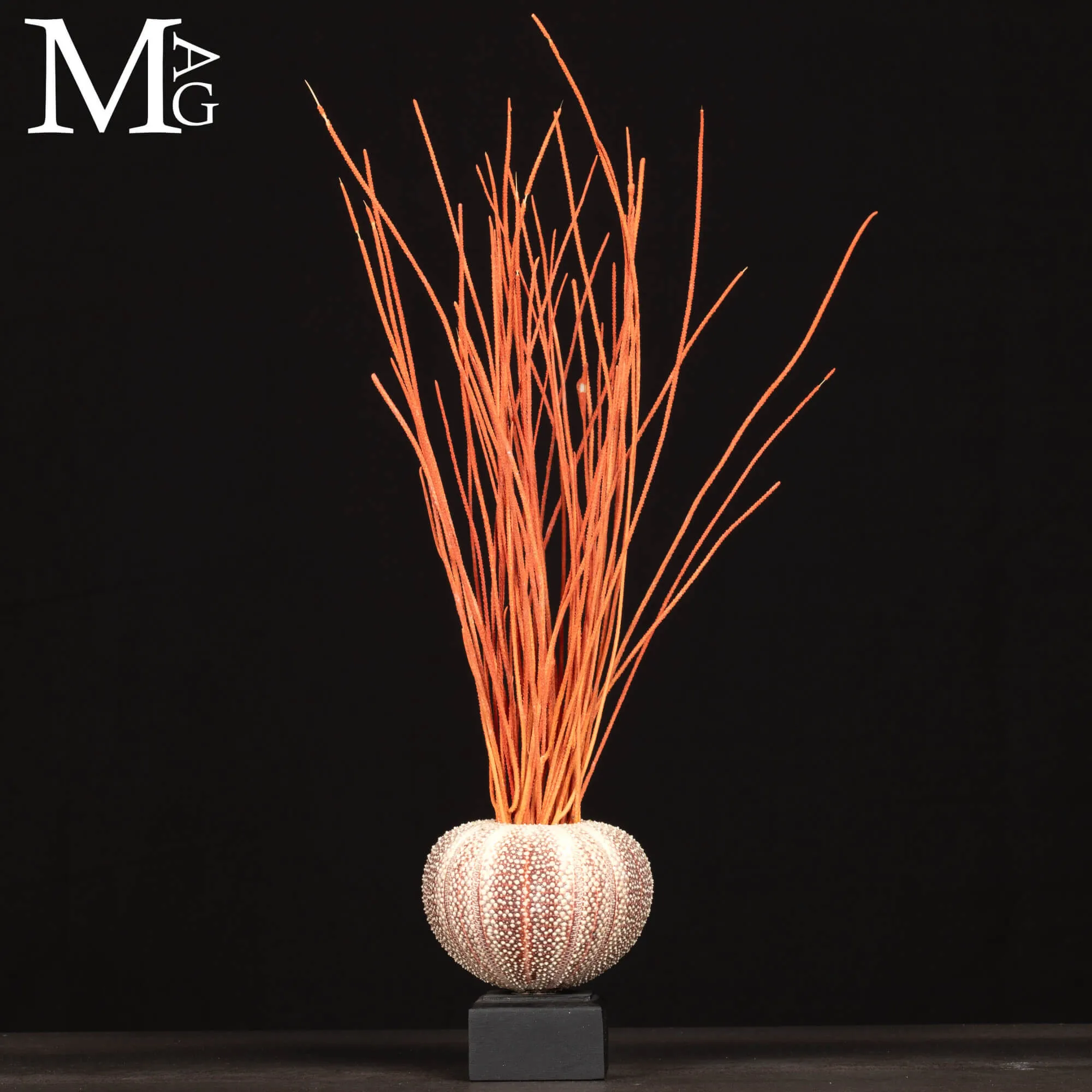 Decorazione Marina – Riccio e Gorgonia