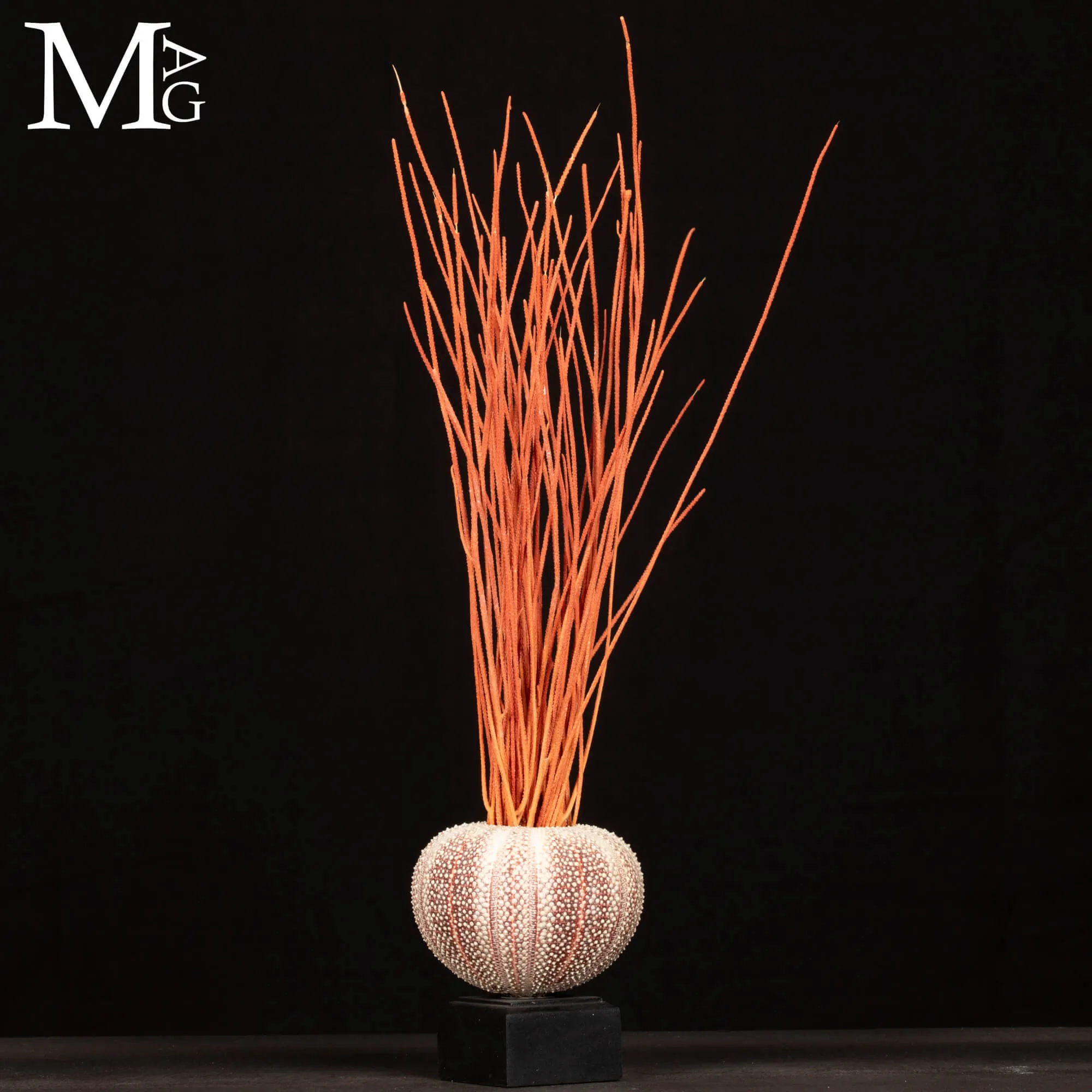 Decorazione Marina – Riccio e Gorgonia