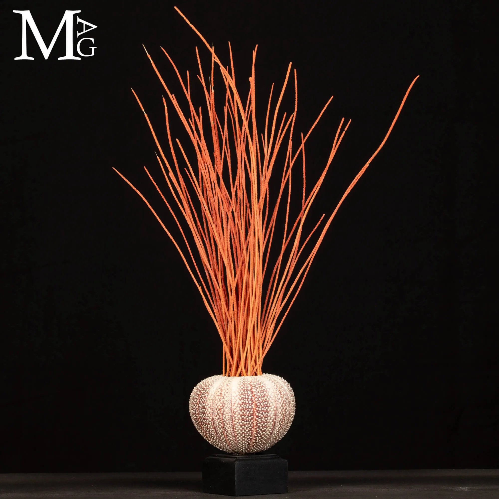 Decorazione Marina – Riccio e Gorgonia