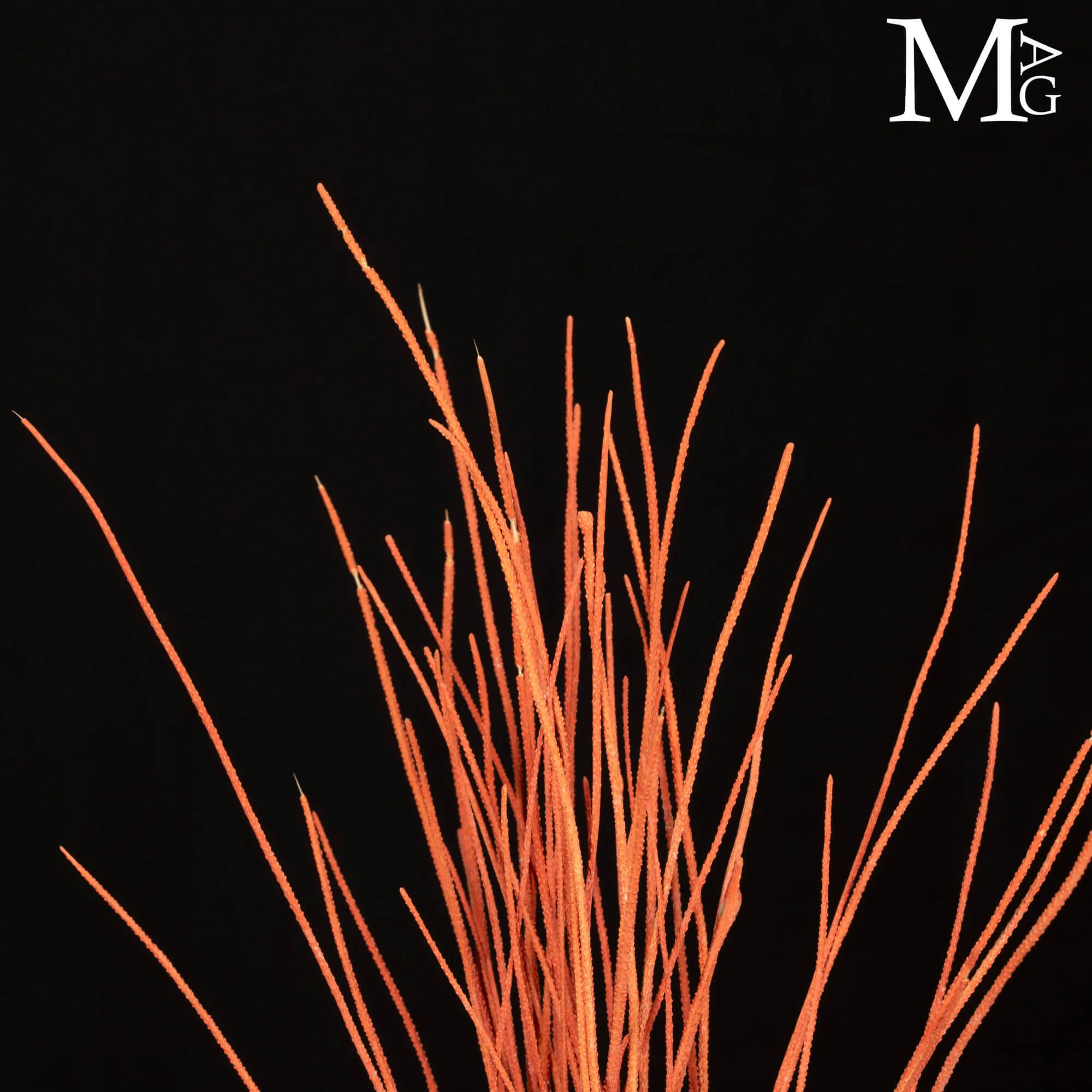 Decorazione Marina – Riccio e Gorgonia