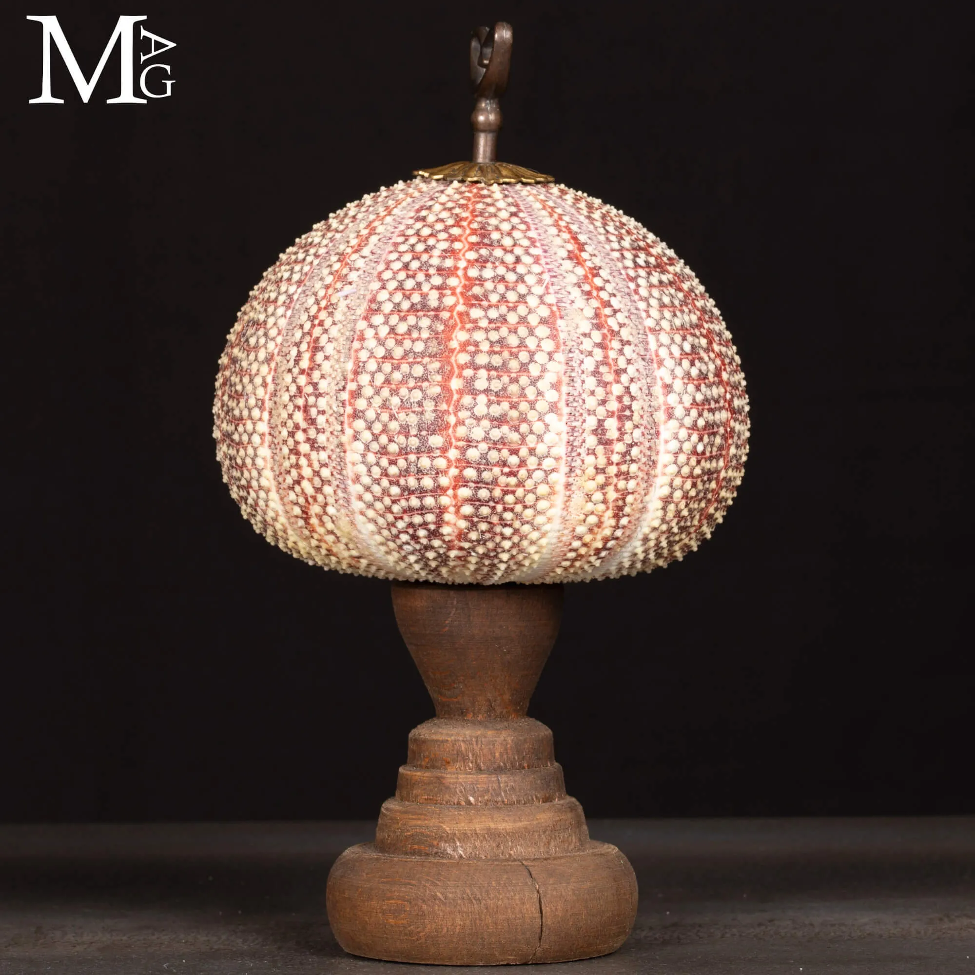 Grande Riccio Marino Decorativo.