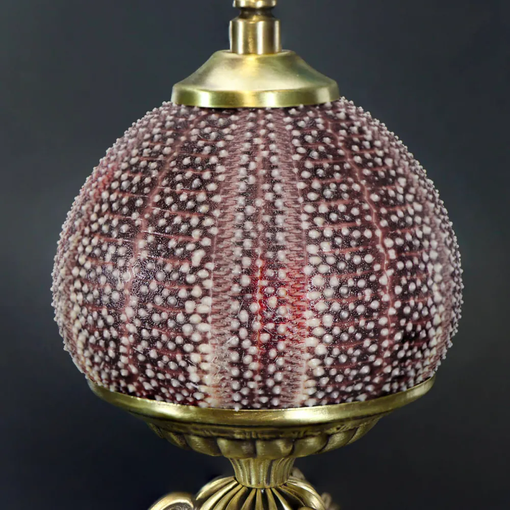Riccio di Mare - Echinus esculentus 