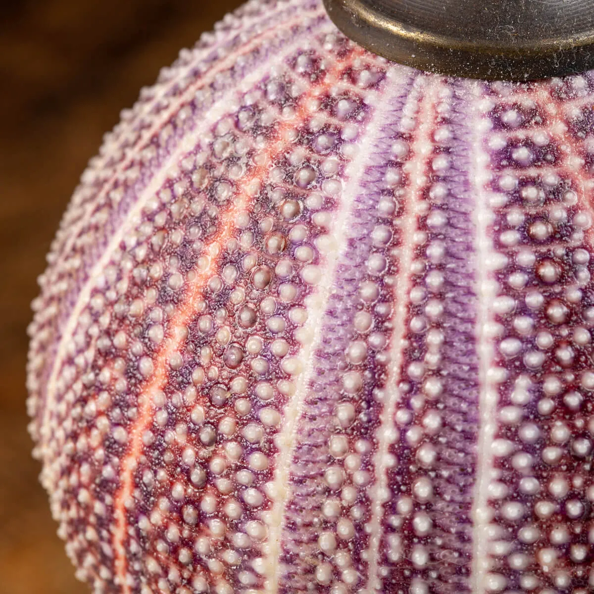 Riccio di Mare - Echinus esculentus 