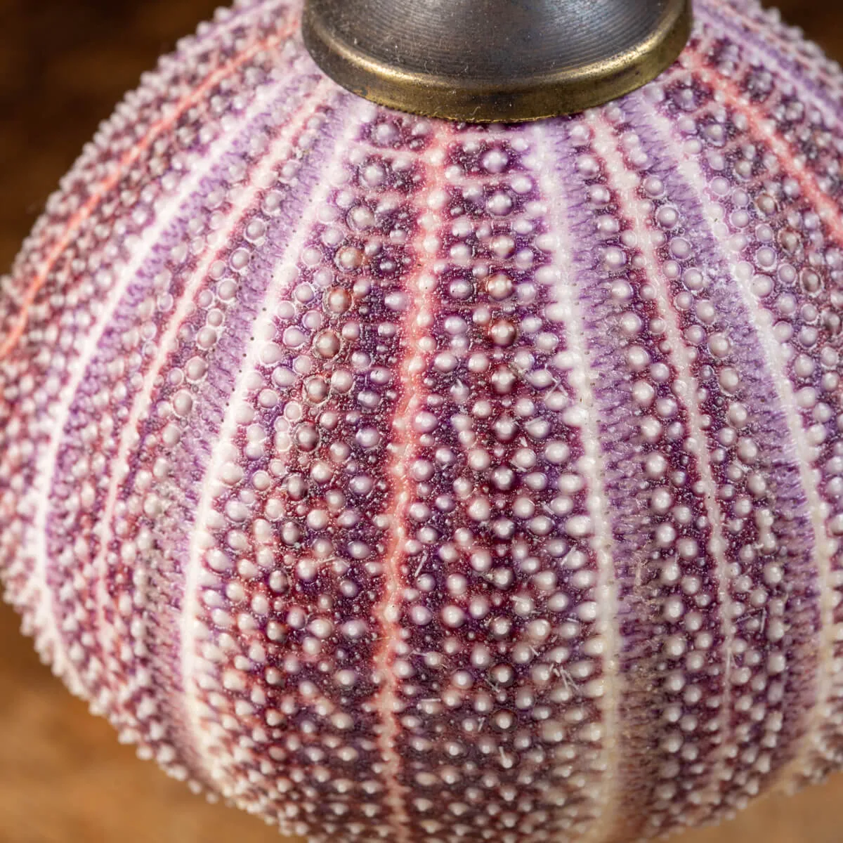 Riccio di Mare - Echinus esculentus 