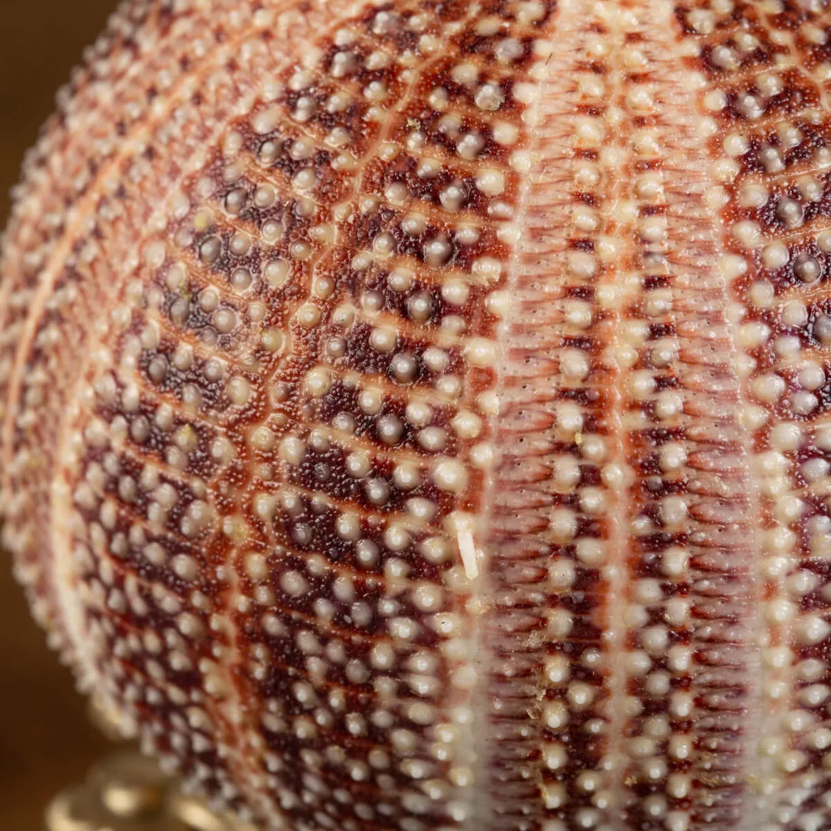 Riccio di Mare - Echinus esculentus 