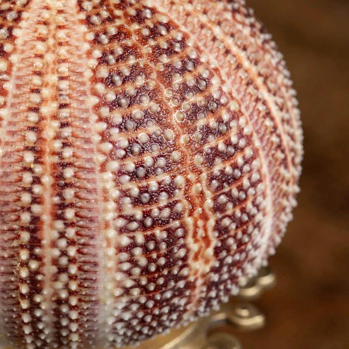 Riccio di Mare - Echinus esculentus 