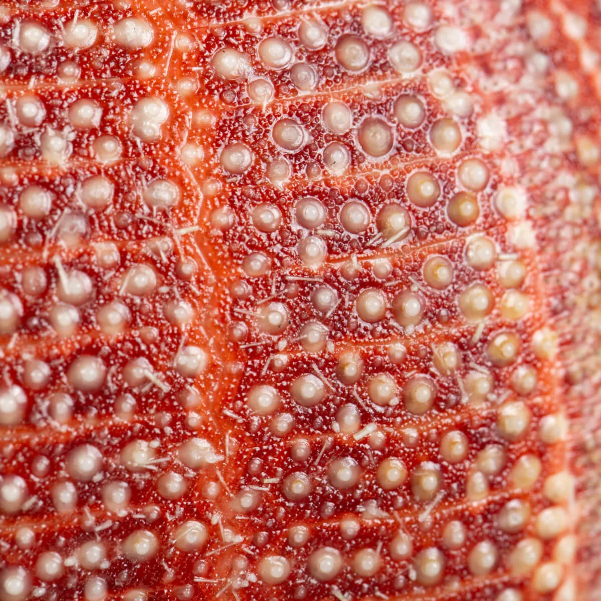 Riccio di Mare - Echinus esculentus 