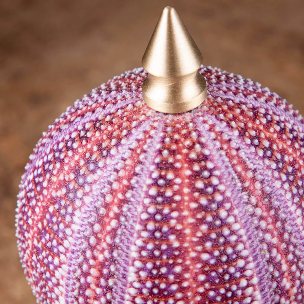 Un riccio di mare dai toni rosa e viola posto su elegante base in ottone tornito.