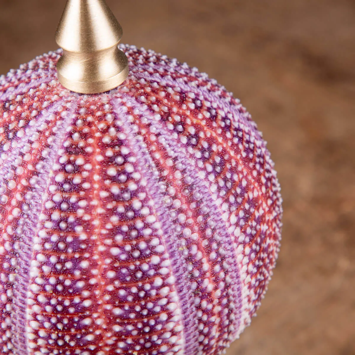 Un riccio di mare dai toni rosa e viola posto su elegante base in ottone tornito.