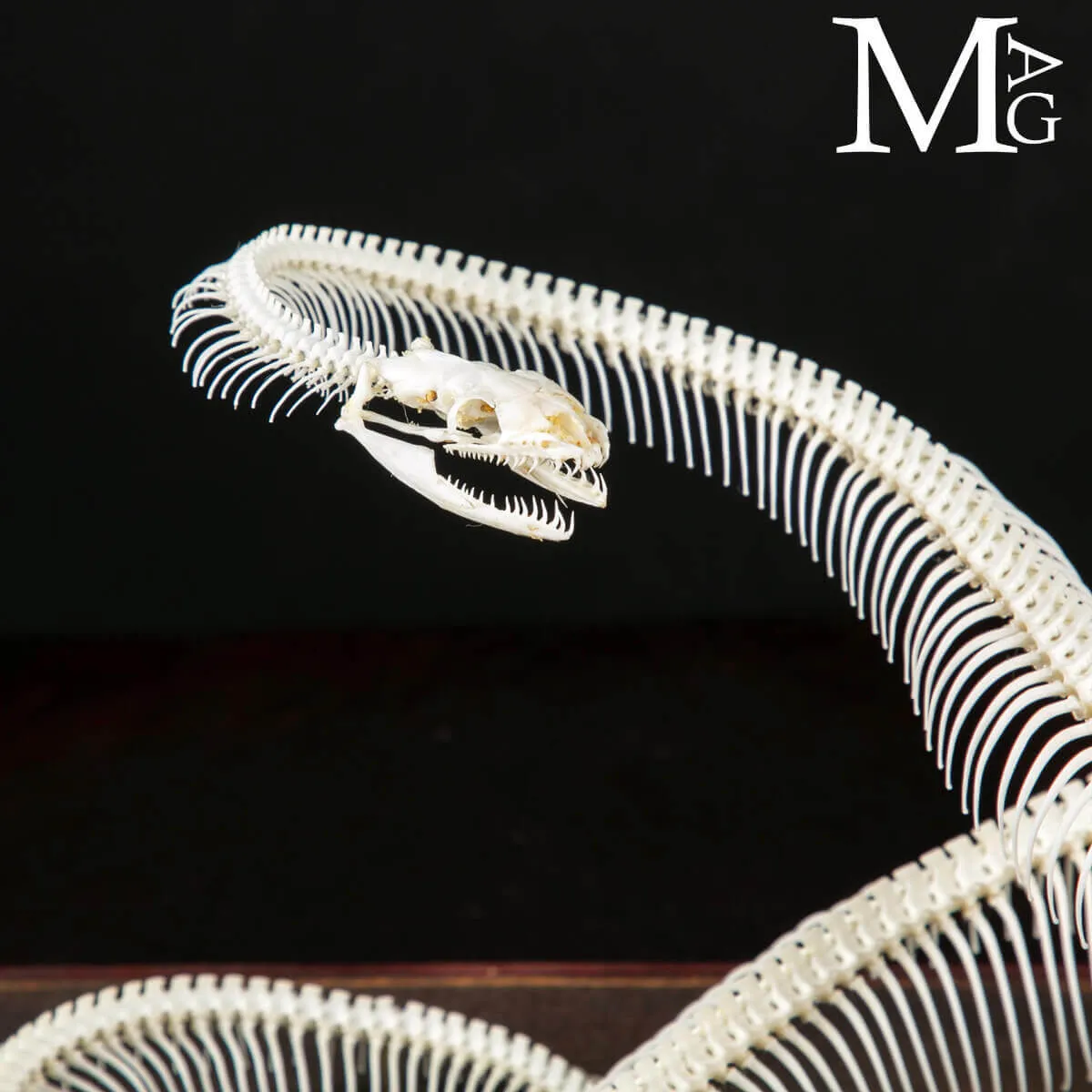 Royal Python – Museum Mount - SER-01
