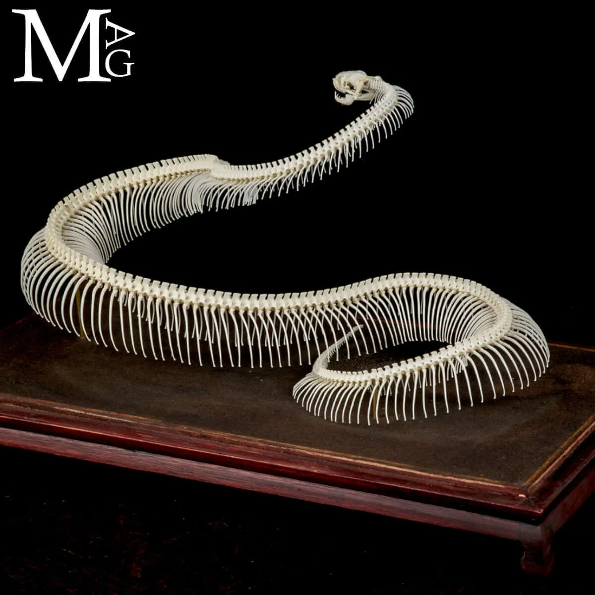 Pitone Reale – Montaggio Museale.