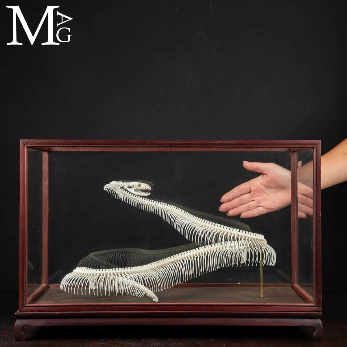 Royal Python – Museum Mount - SER-01