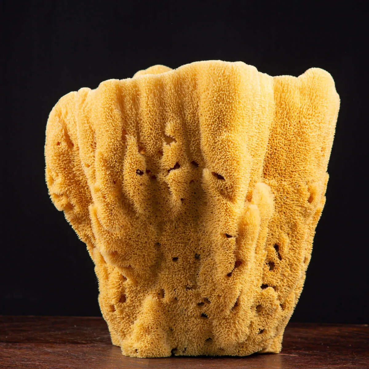 Spugna Naturale Gigante – Spongia Officinalis