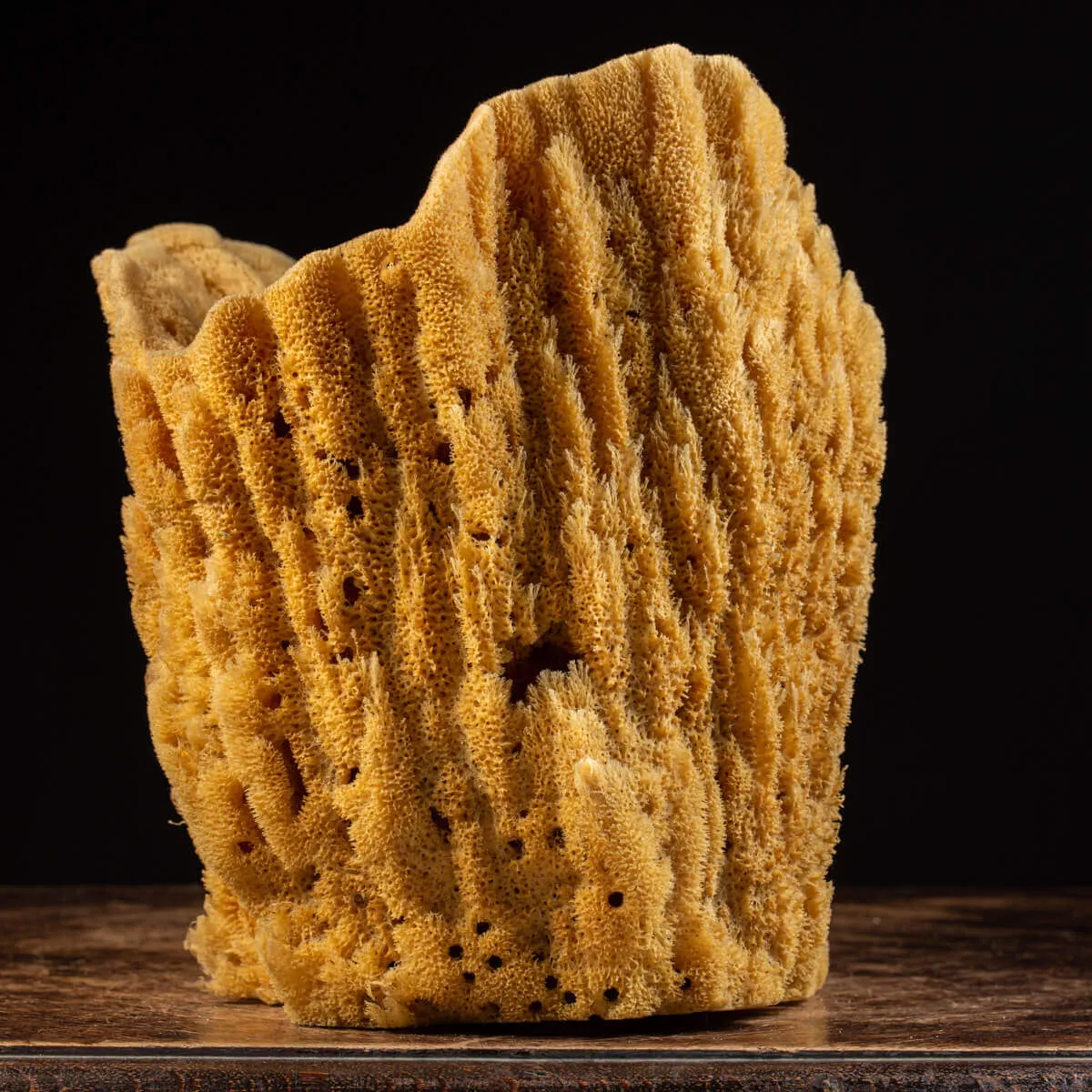 Spugna Naturale - Spongia Officinalis