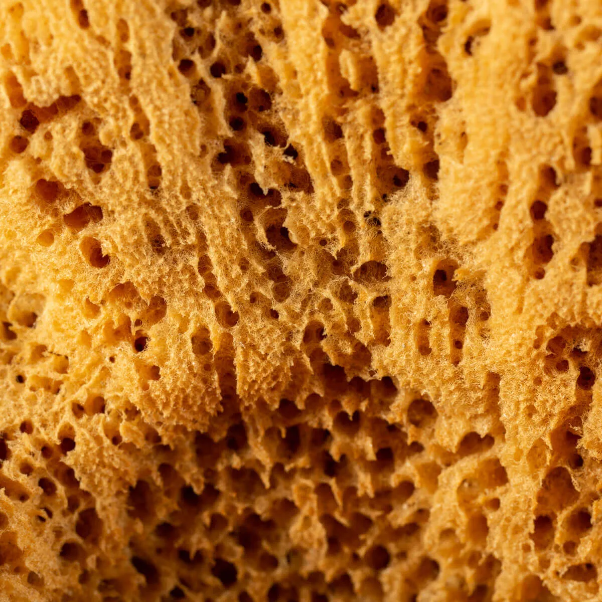 Spugna Naturale - Spongia Officinalis
