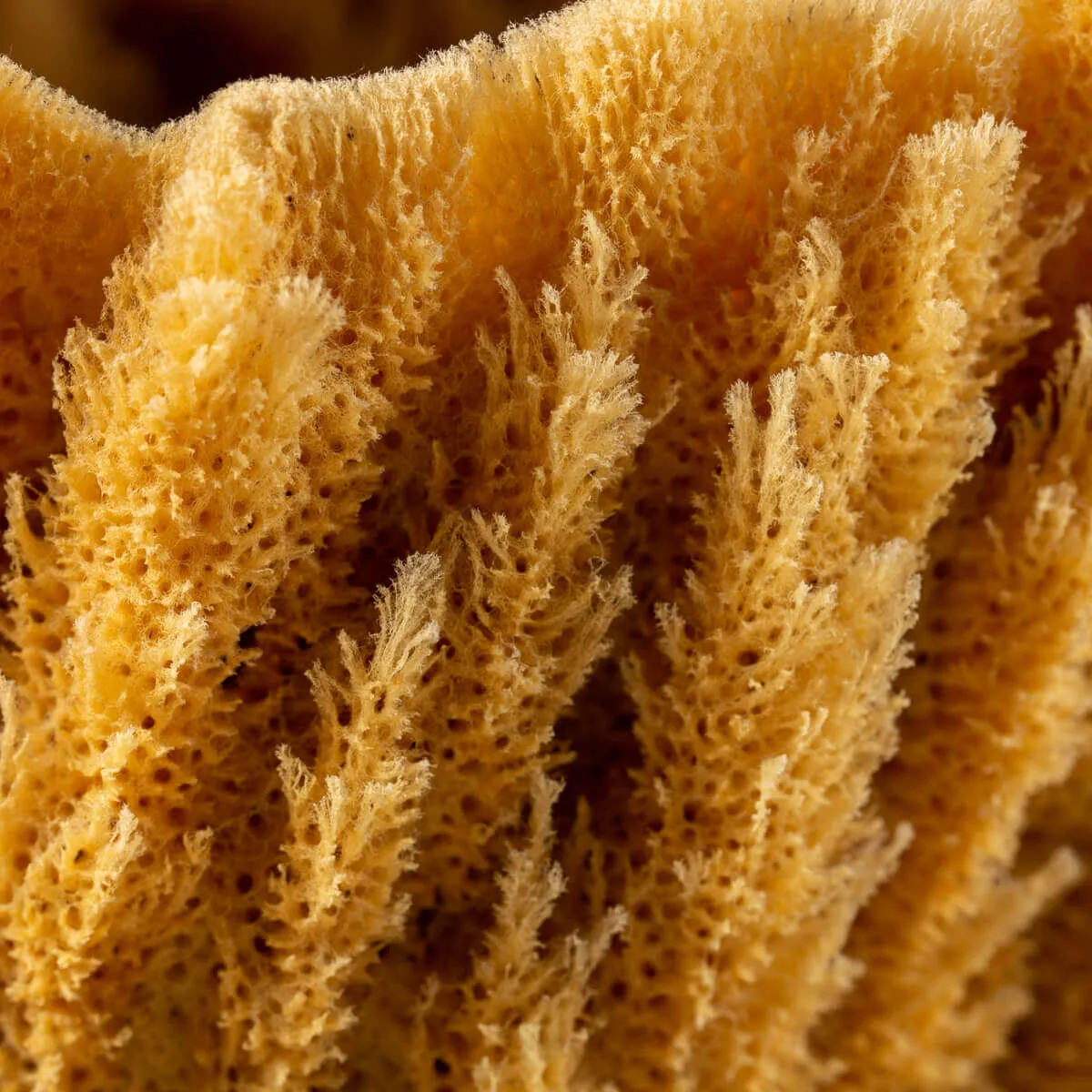 Spugna Naturale - Spongia Officinalis