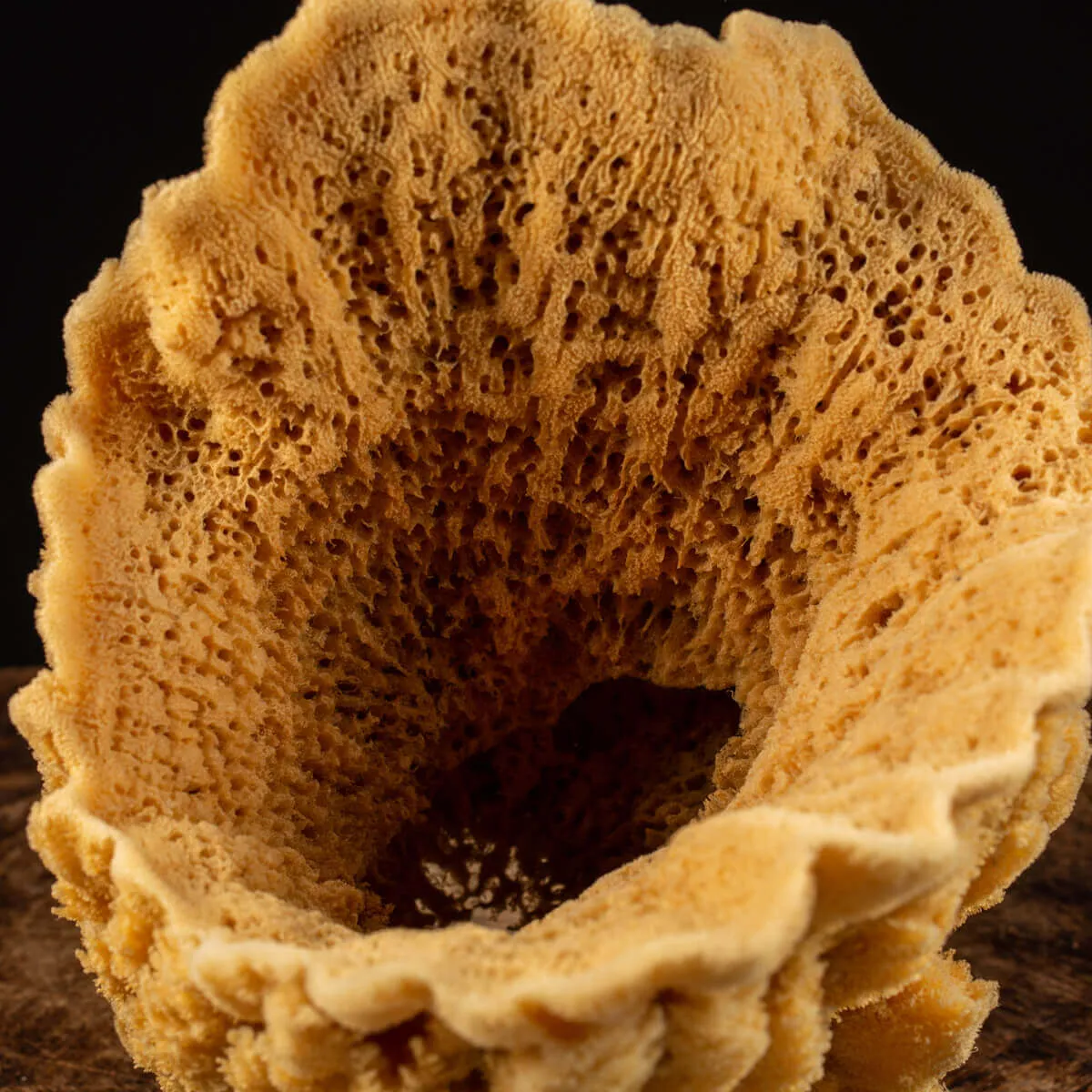 Spugna Naturale - Spongia Officinalis