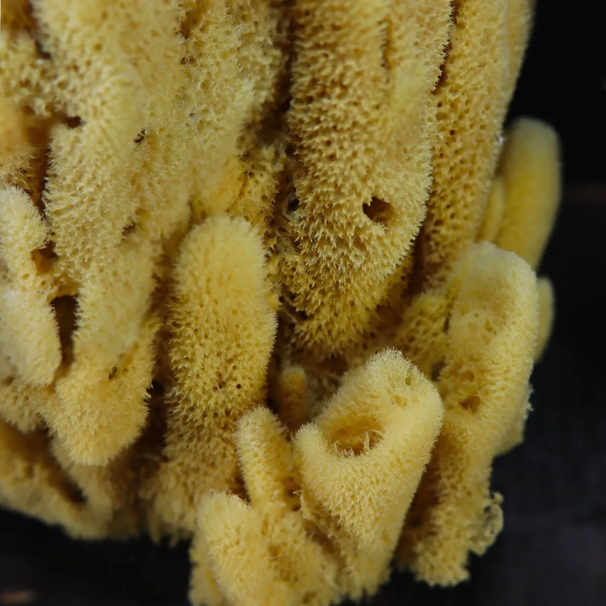 Spugna Naturale - Spongia Officinalis