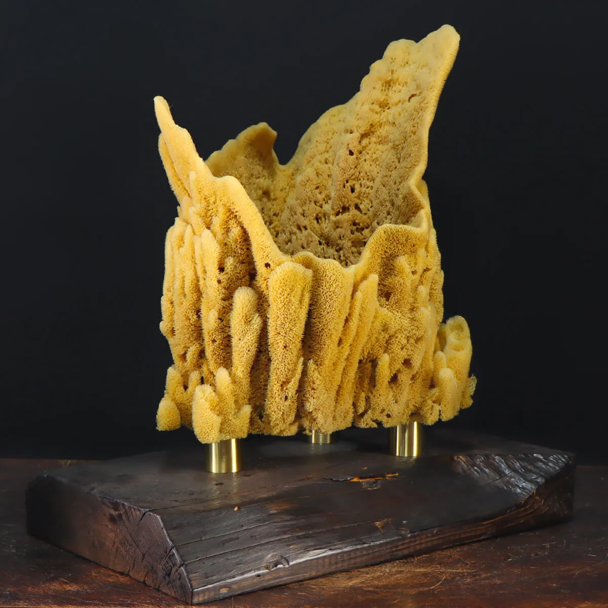 Spugna Naturale - Spongia Officinalis