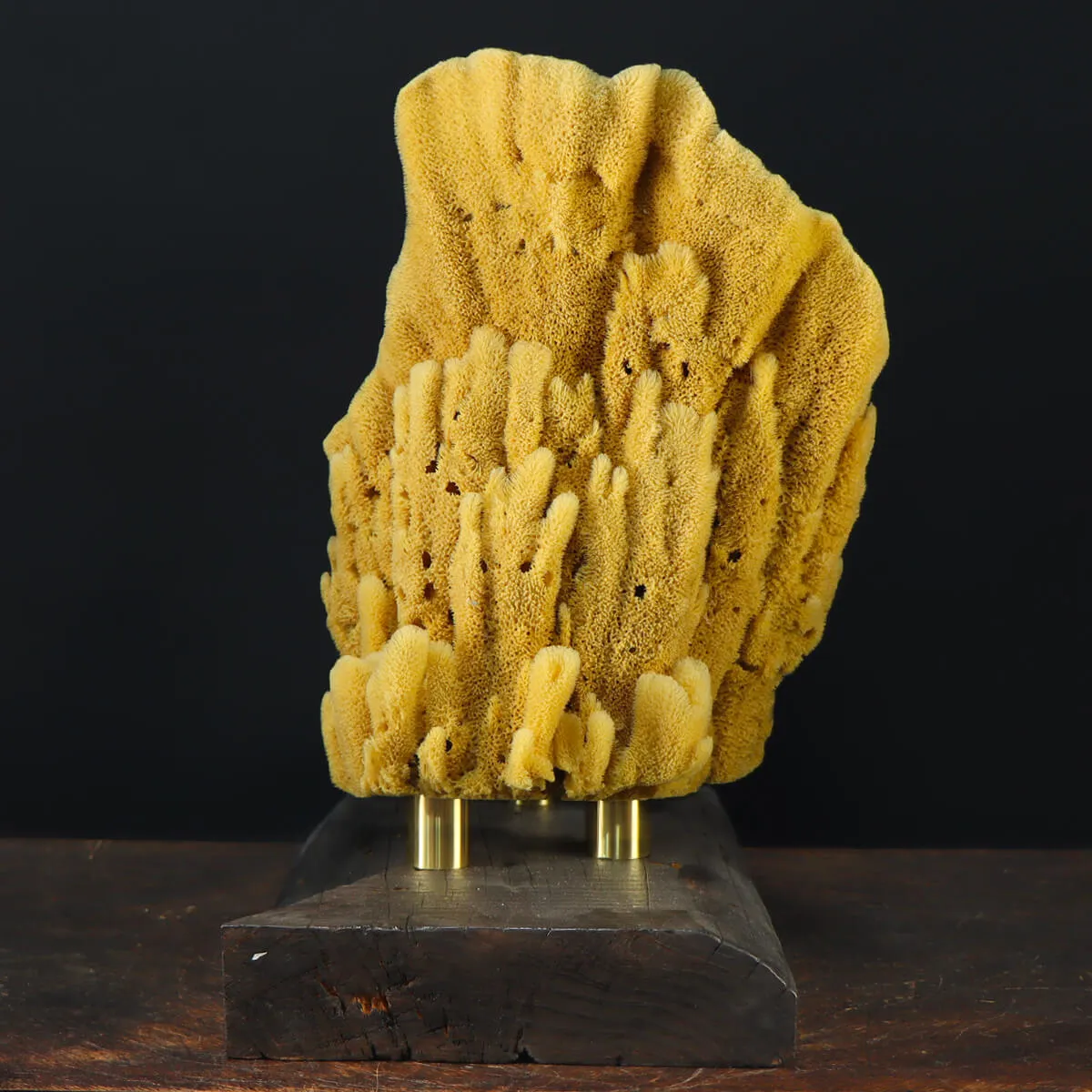 Spugna Naturale - Spongia Officinalis