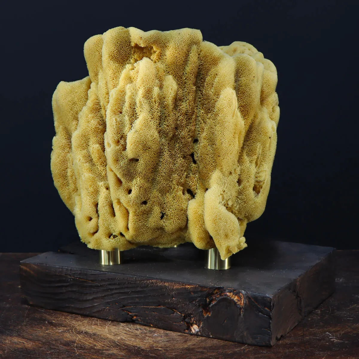 Spugna Naturale - Spongia Officinalis