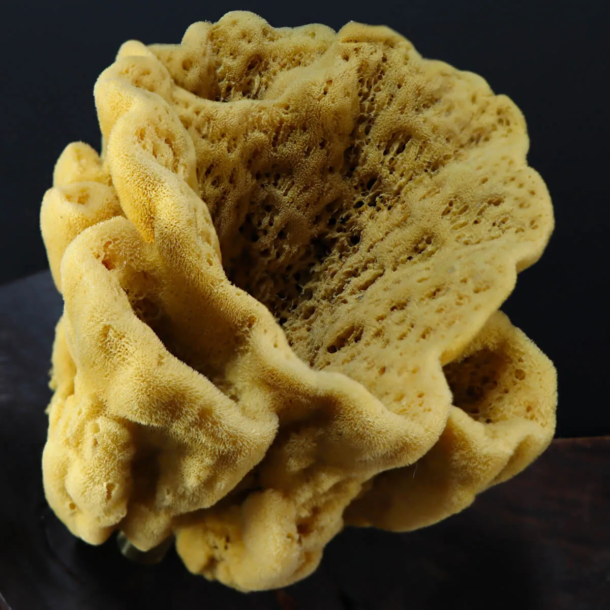 Spugna Naturale - Spongia Officinalis