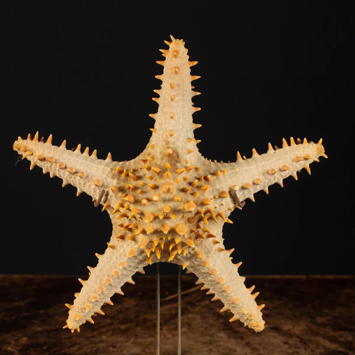 Oreasteridae Pentaceraster