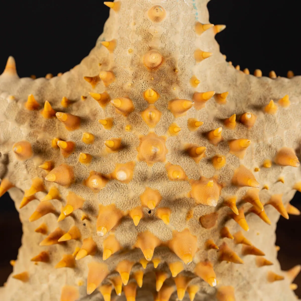 Oreasteridae Pentaceraster
