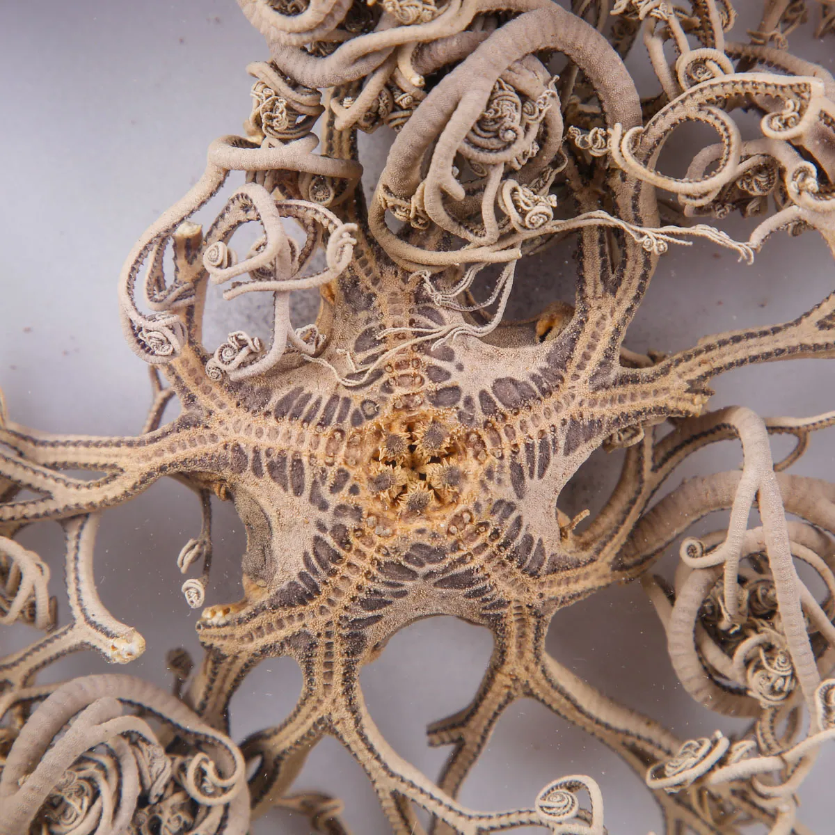 Stella Marina Basket Star in Teca.