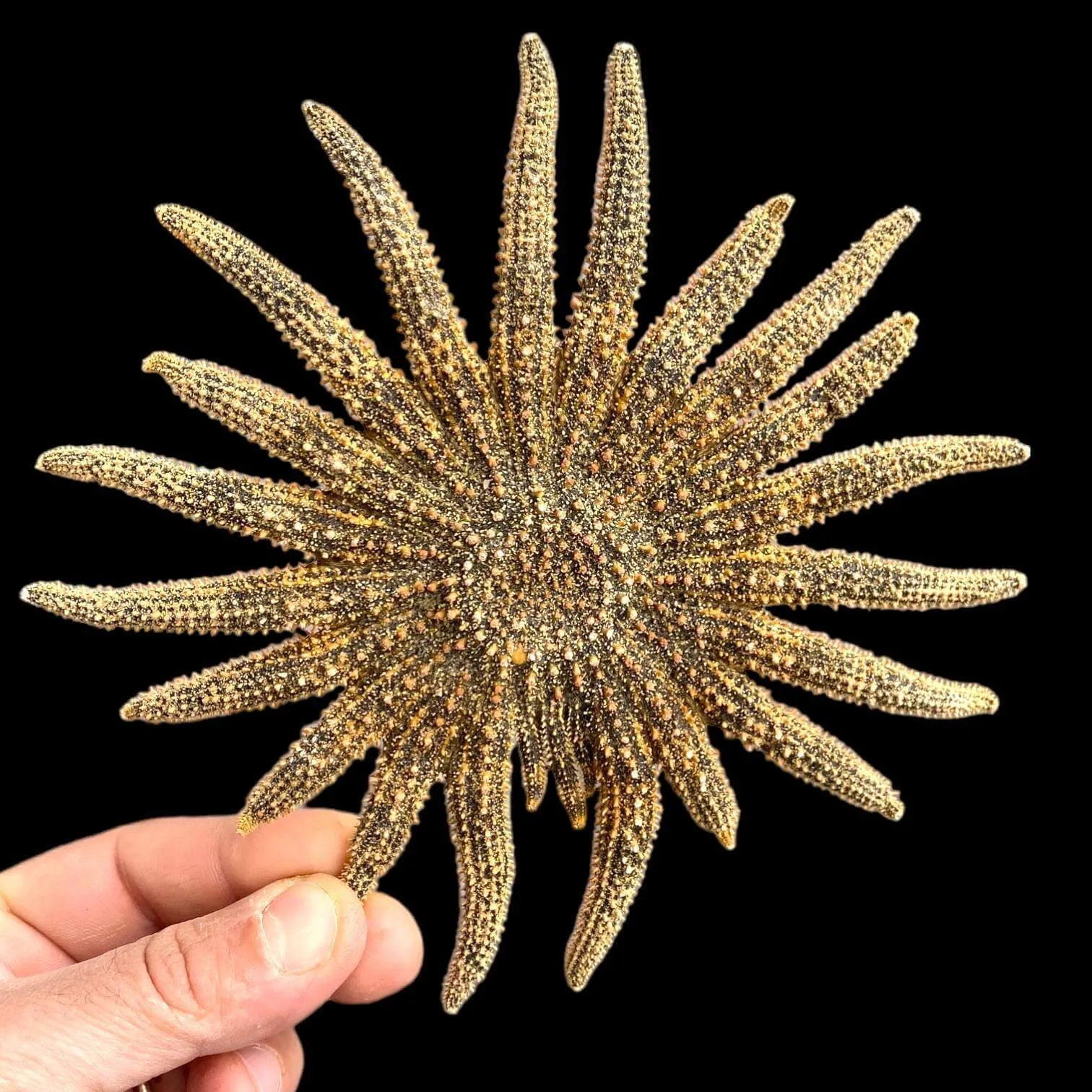 Pycnopodia Helianthoides "Sunflower Starfish"
