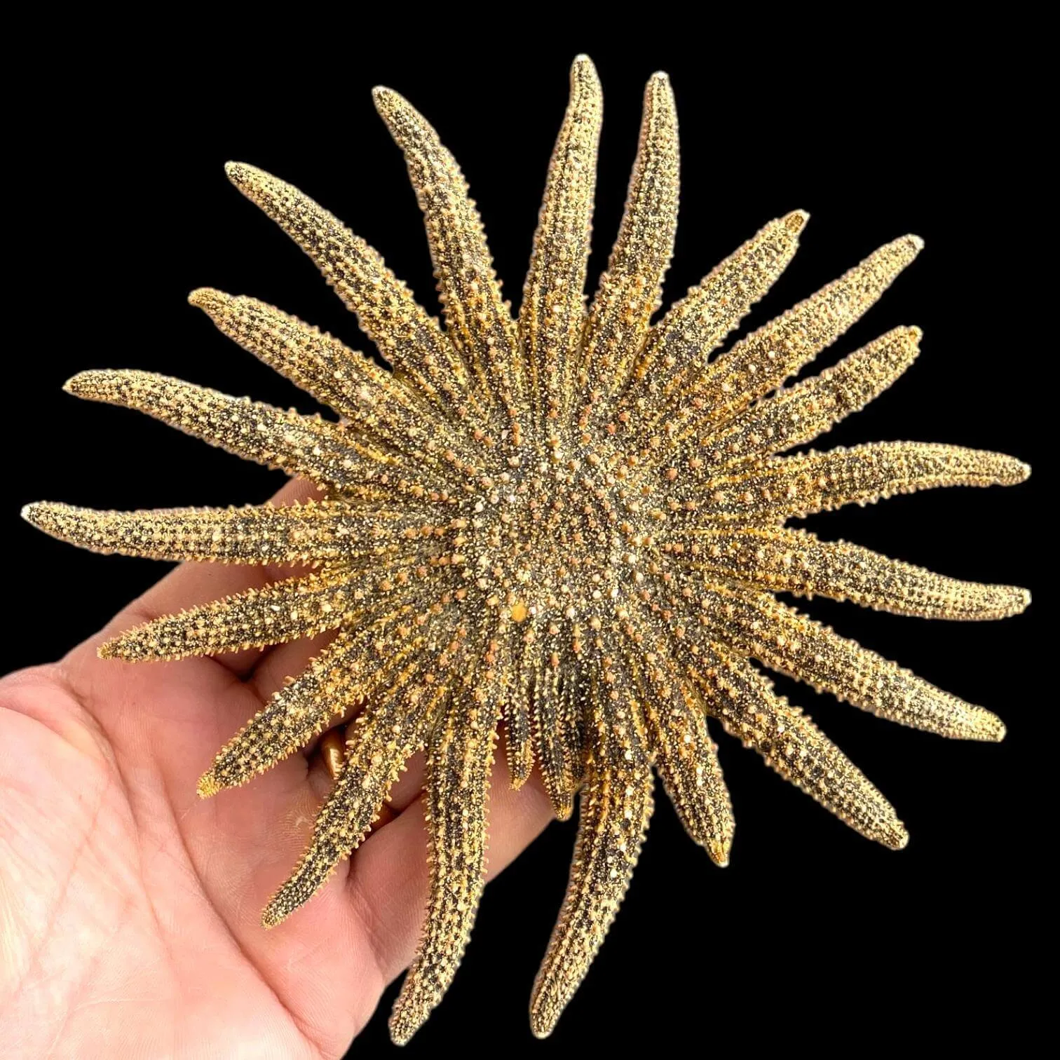 Pycnopodia Helianthoides "Sunflower Starfish"