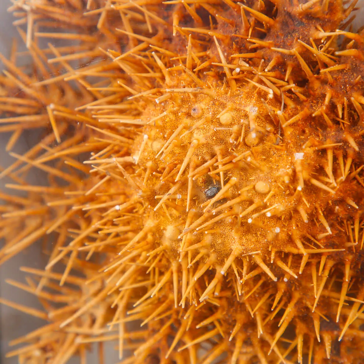 Stella Marina in Teca - Acanthaster Planci.