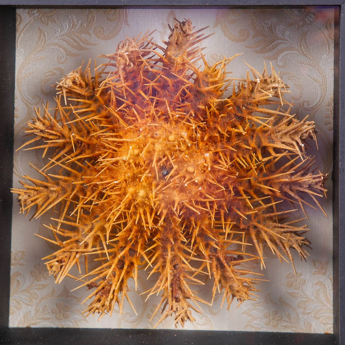 Stella Marina in Teca - Acanthaster Planci.