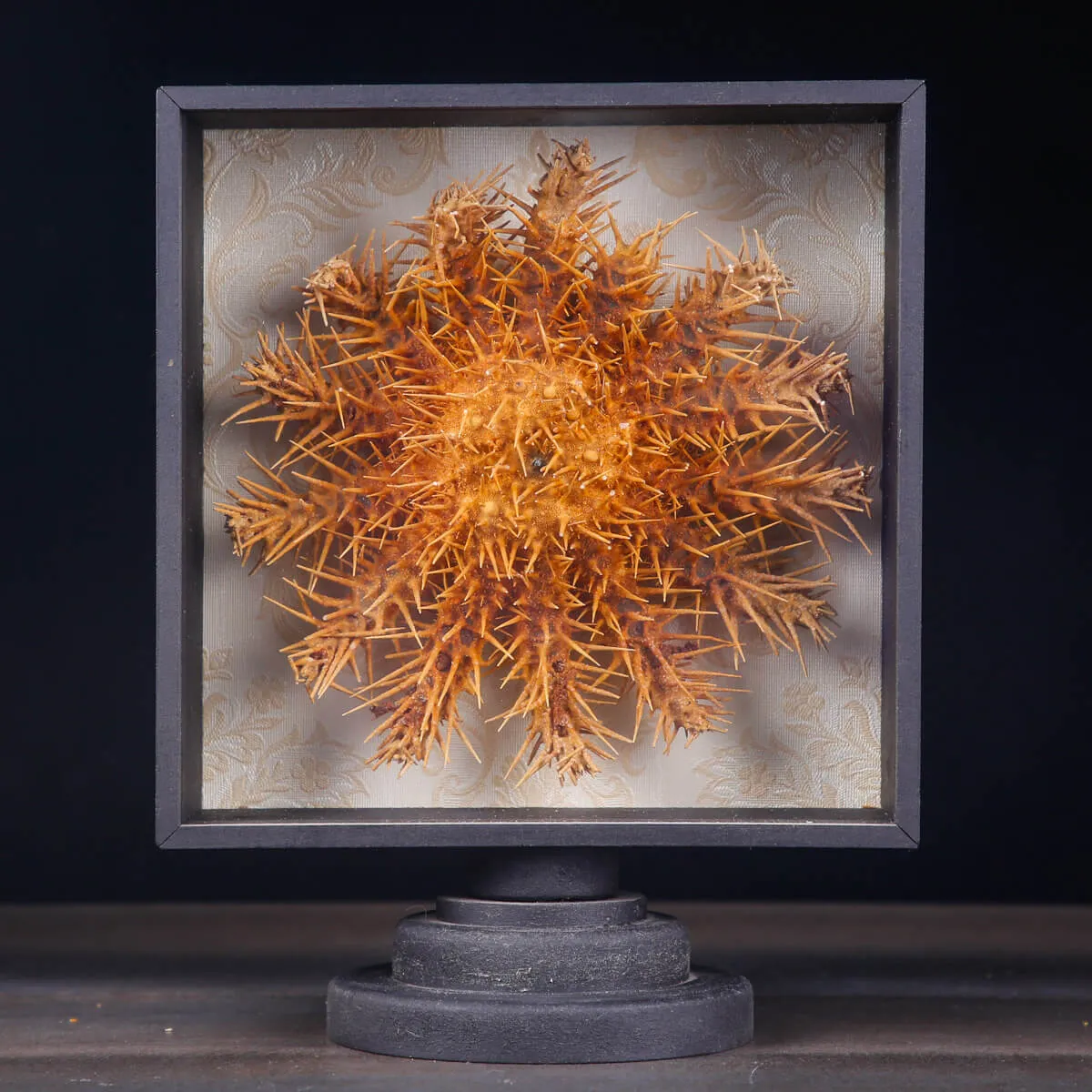 Stella Marina in Teca - Acanthaster Planci.