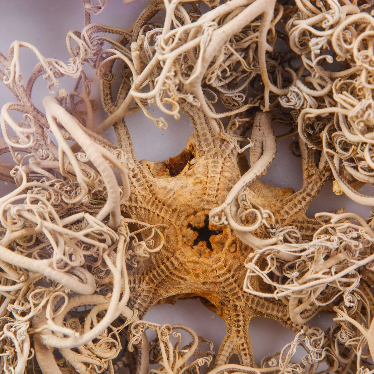 Stella Marina “Basket Star” in Teca – Gorgonocephalus Caputmedusae