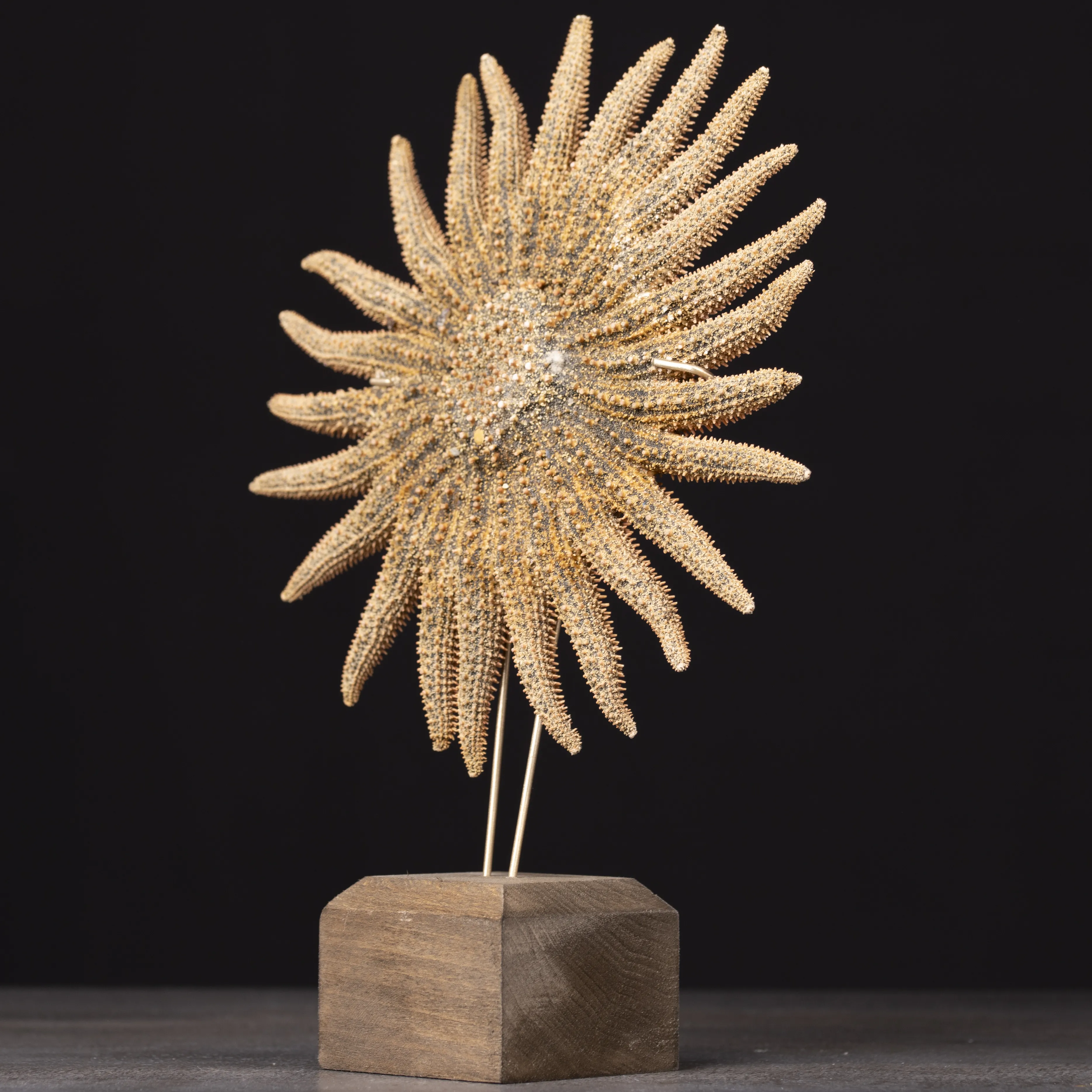 Pycnopodia Helianthoides – “Sunflower Starfish”
