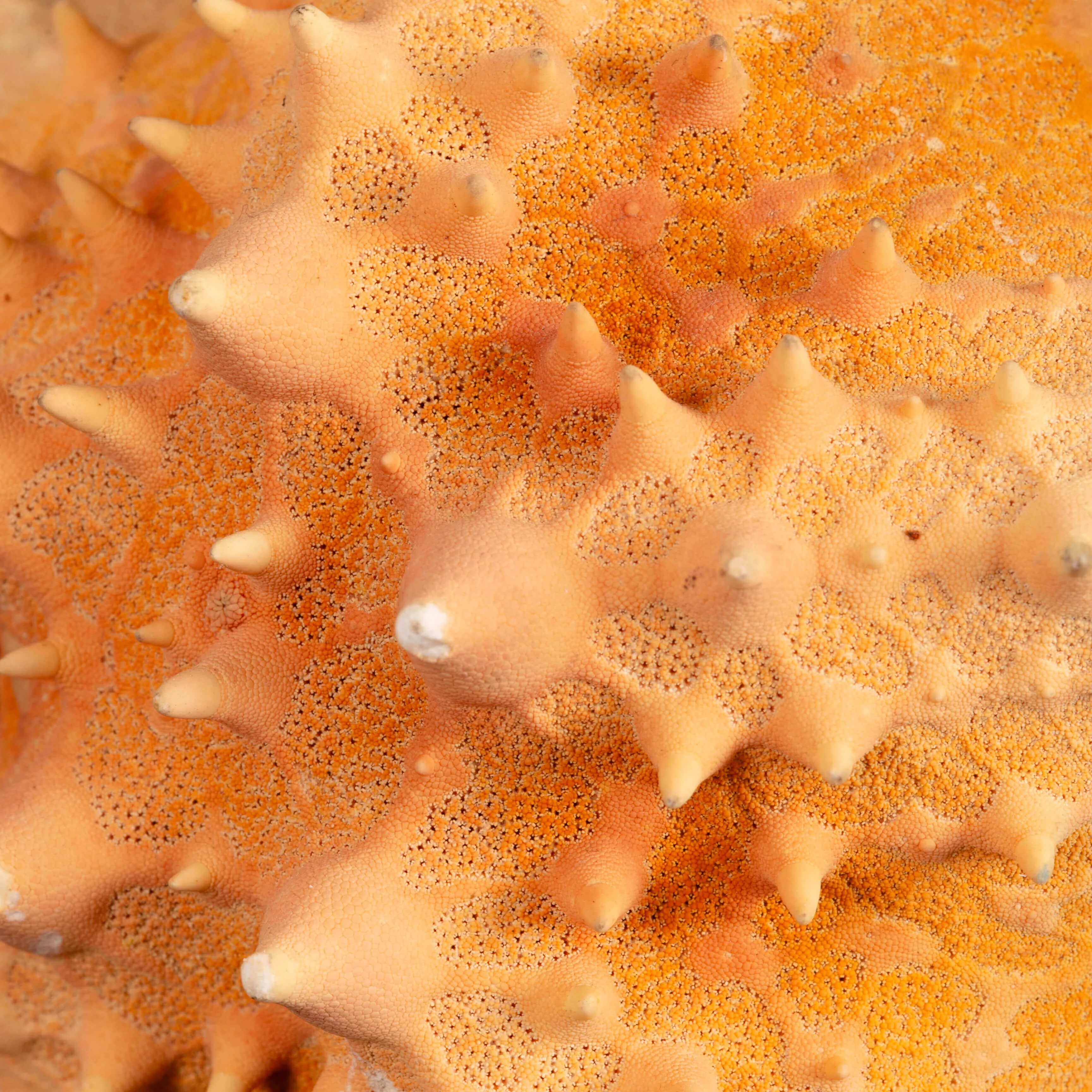 Stella Marina Pentaceraster su Base Decorativa.