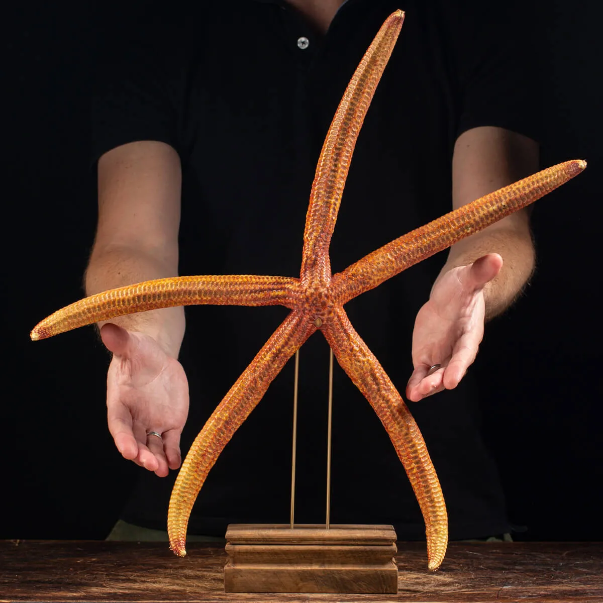 Stella Marina su Piedistallo
