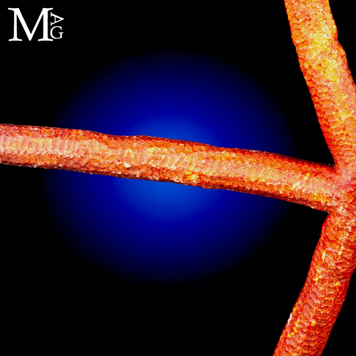 Stella Marina Rossa Gigante - Ophidiaster Ophidianus