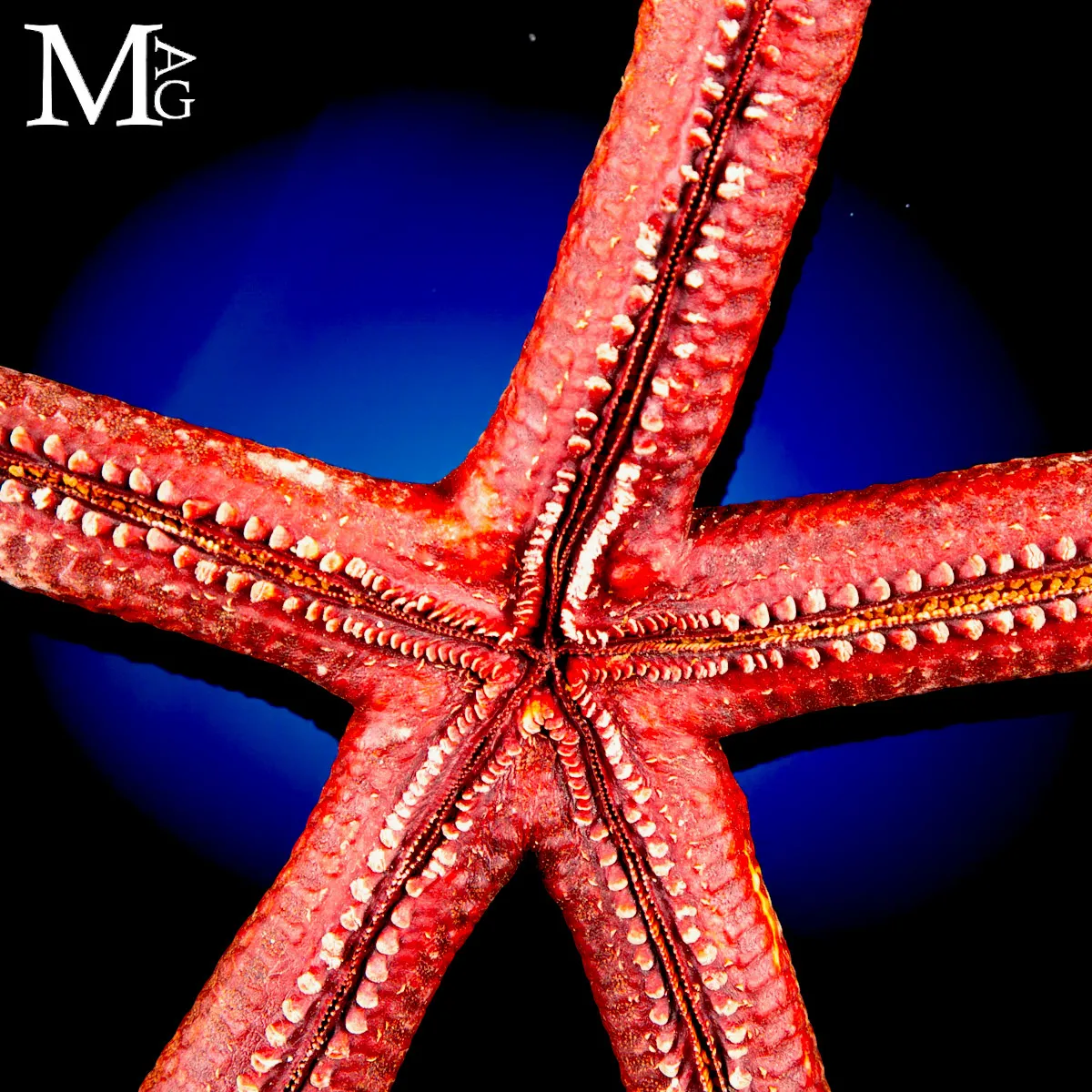 Stella Marina Rossa Gigante - Ophidiaster Ophidianus