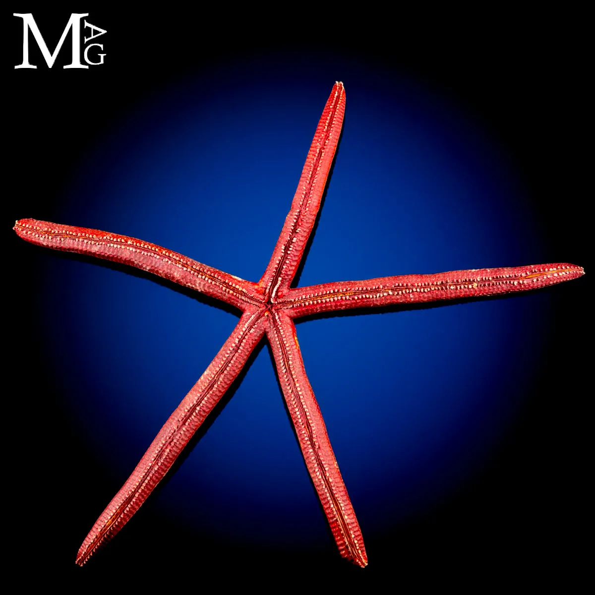 Stella Marina Rossa Gigante - Ophidiaster Ophidianus