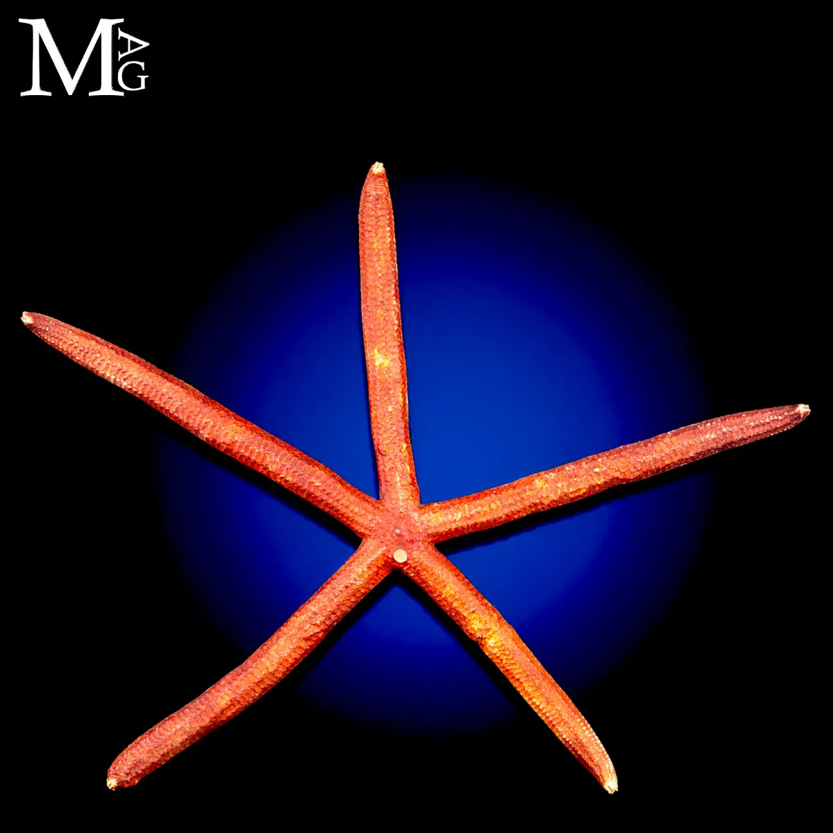 Stella Marina Rossa Gigante - Ophidiaster Ophidianus